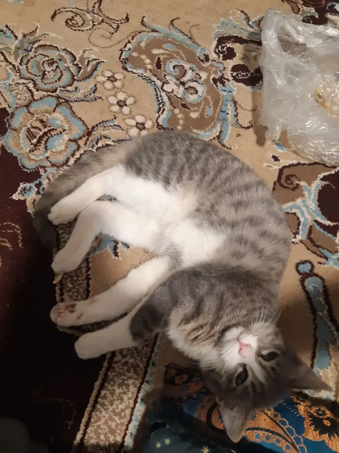 پیدا شده|حیوانات|علیآباد کتول, |دیوار