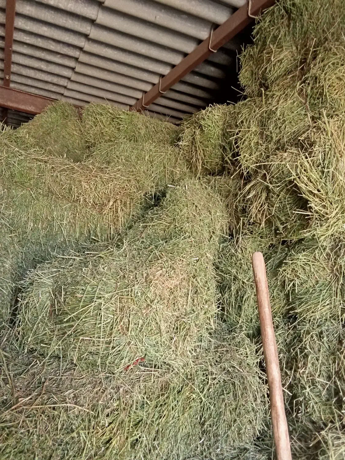 یونجه چین اخر|لوازم جانبی حیوانات|اسدآباد, |دیوار