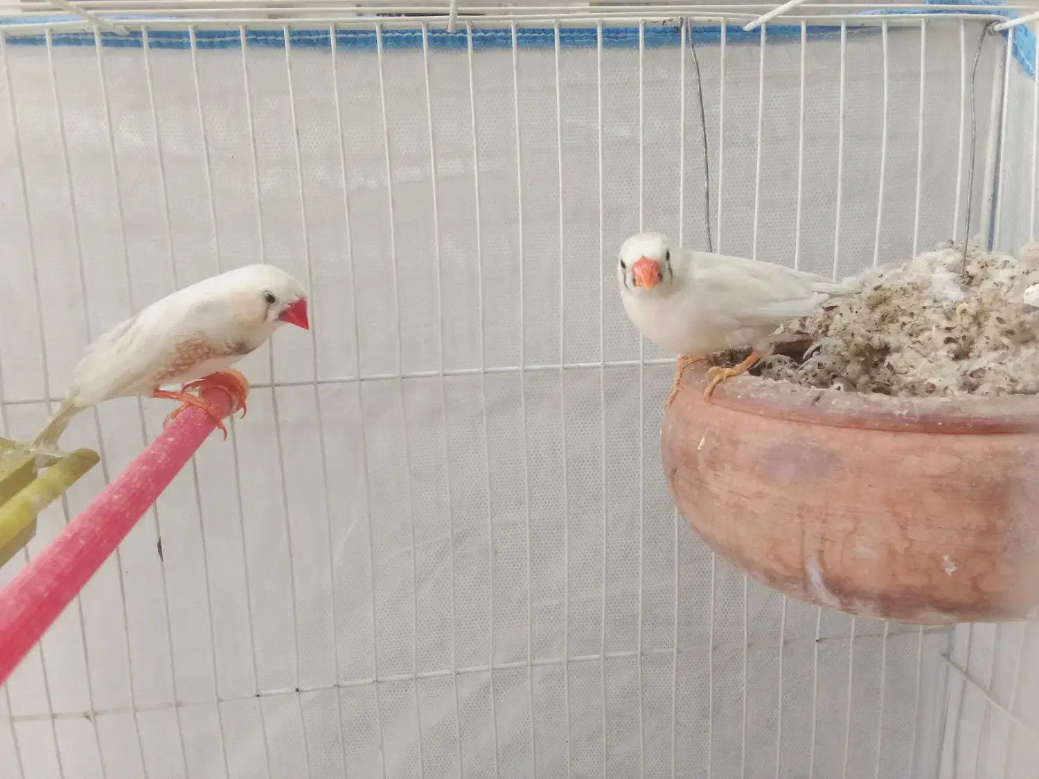 فنچ زبرا|پرنده|قم, الغدیر|دیوار