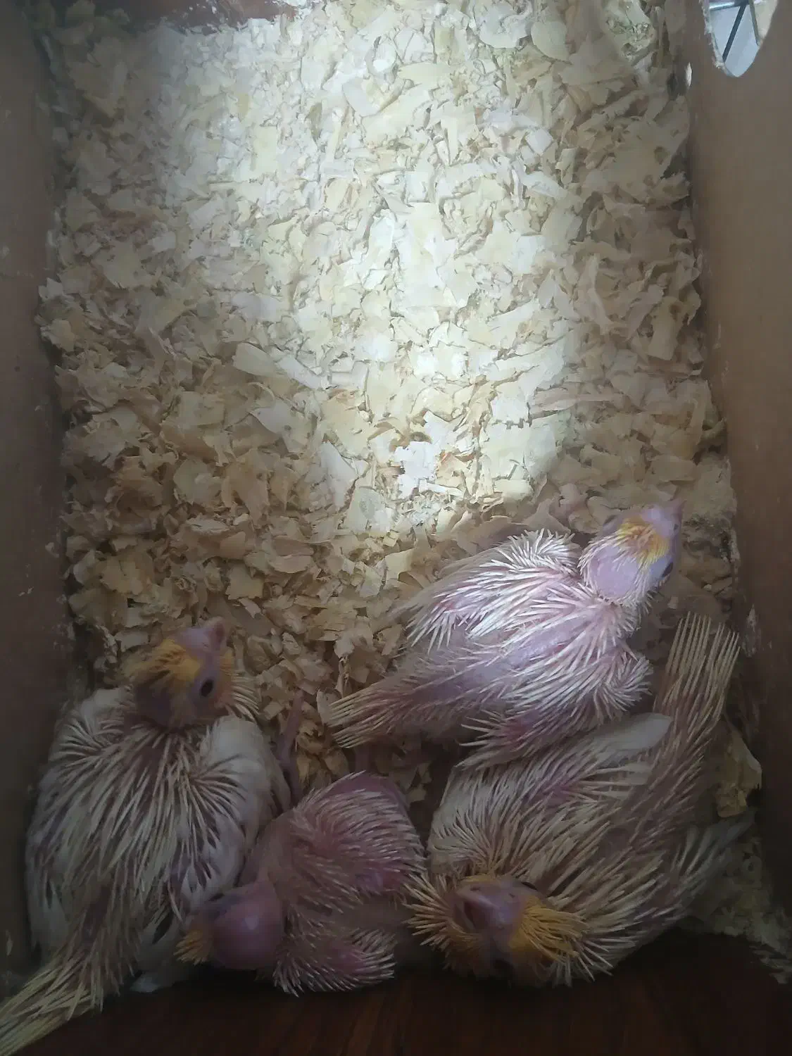 عروس هلندی|پرنده|حمیدیا, |دیوار