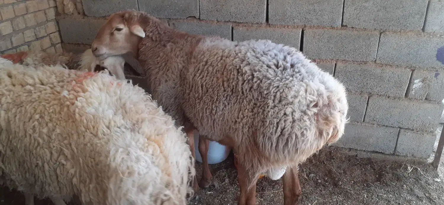 شیشک چینی و بره ماده سبک بزغاله بره چاق ۴میش تخم|حیوانات مزرعه|سده (خراسان جنوبی), |دیوار