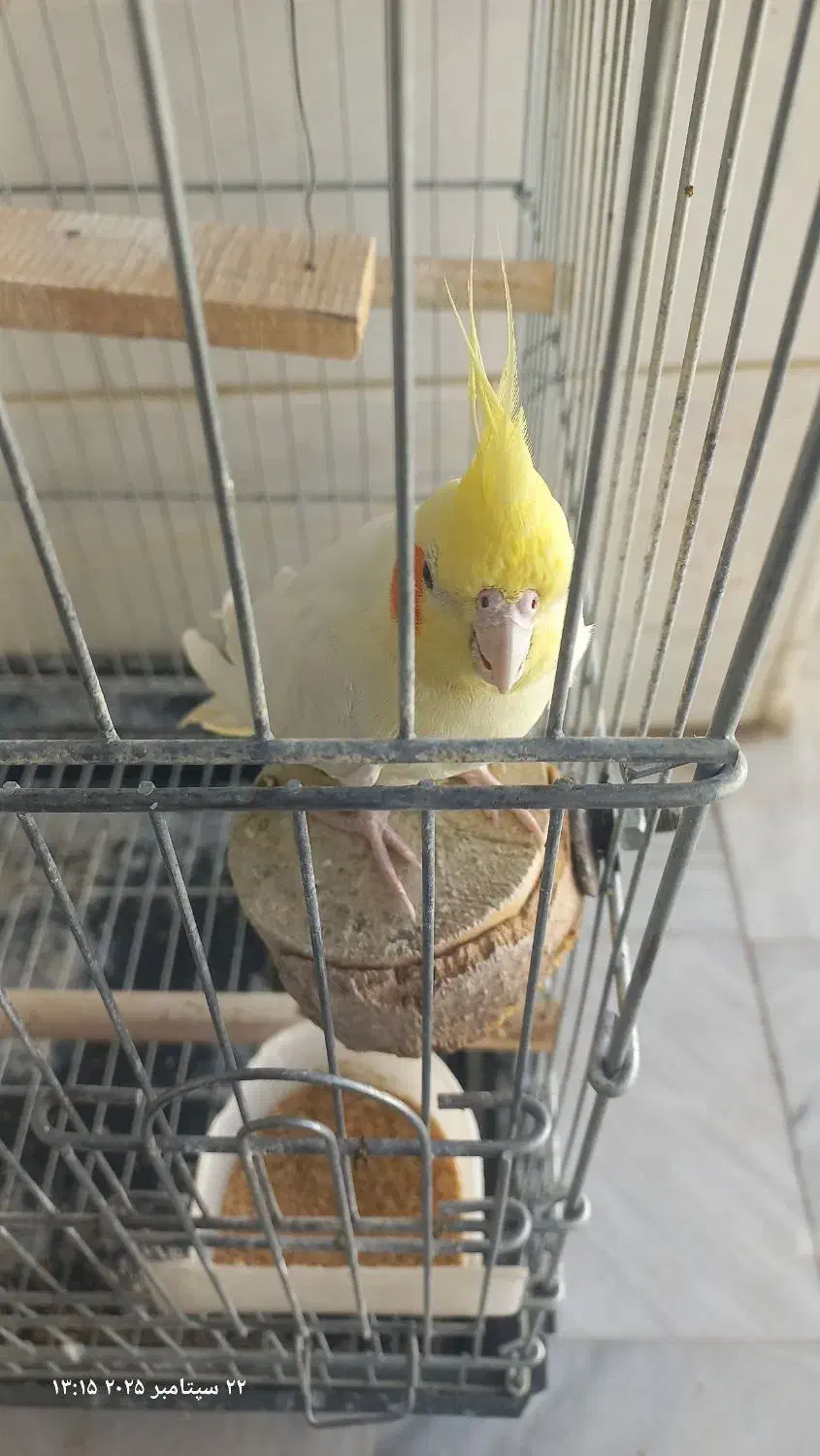 عروس هلندی نر|پرنده|قم, علی آباد سعدگان|دیوار