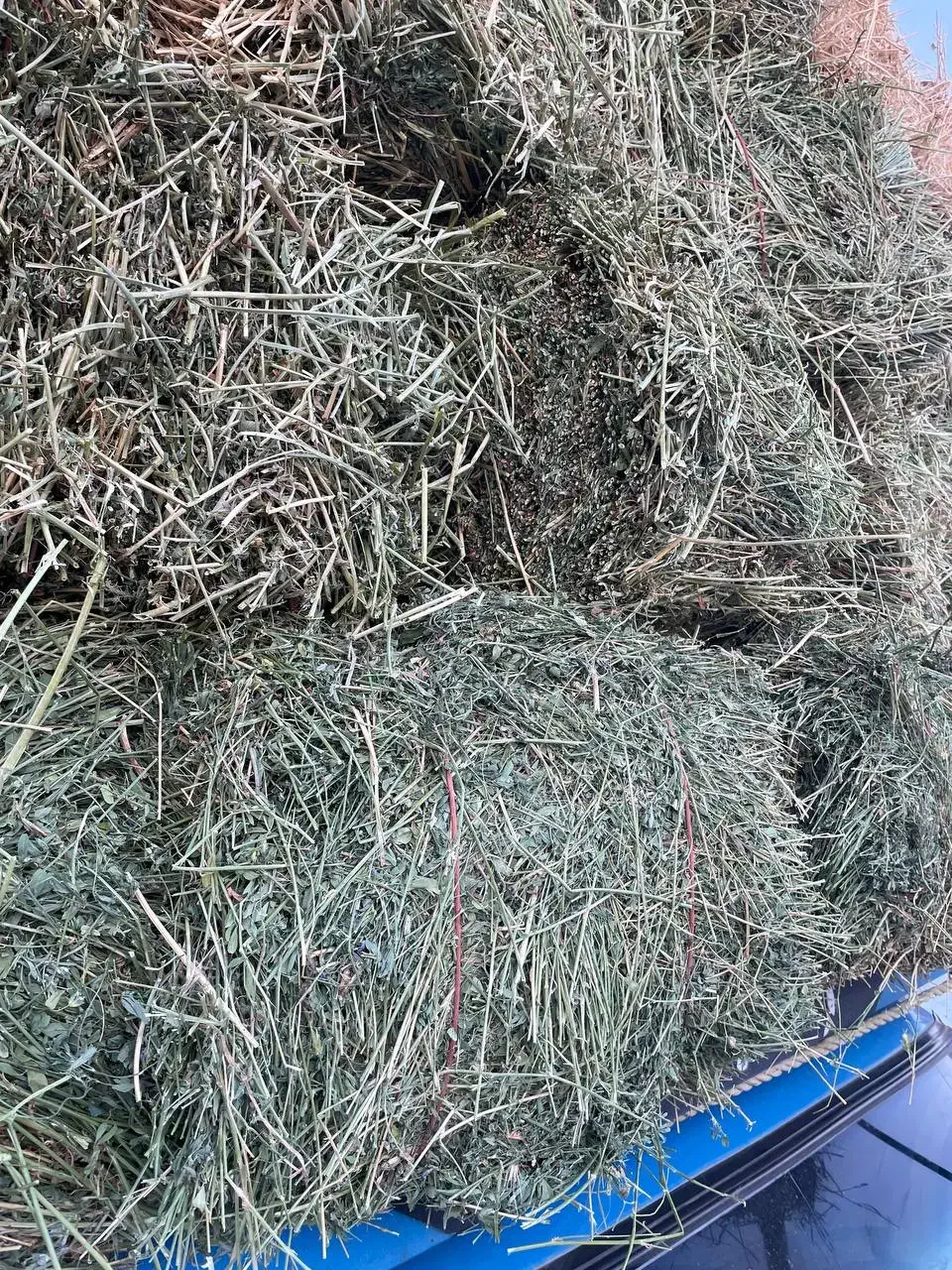 یونجه|خدمات باغبانی و درختکاری|میاندوآب, |دیوار