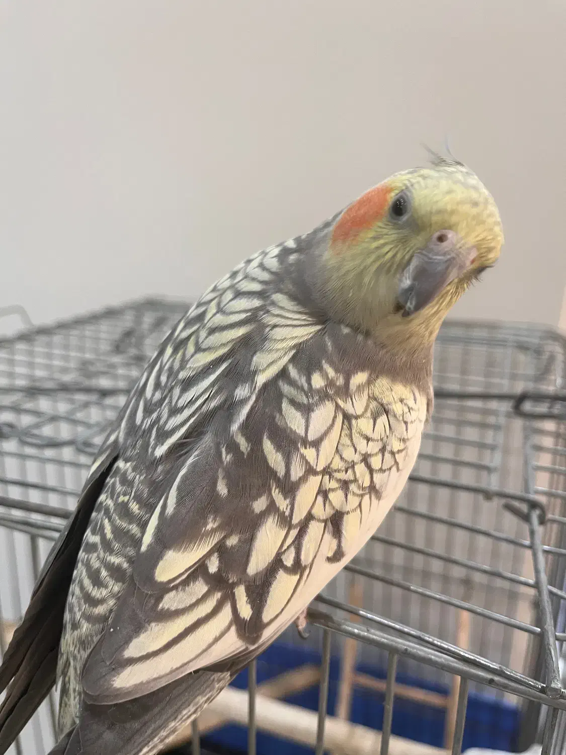 عروس هلندی ماده|پرنده|تهران, امام زاده عبدالله|دیوار