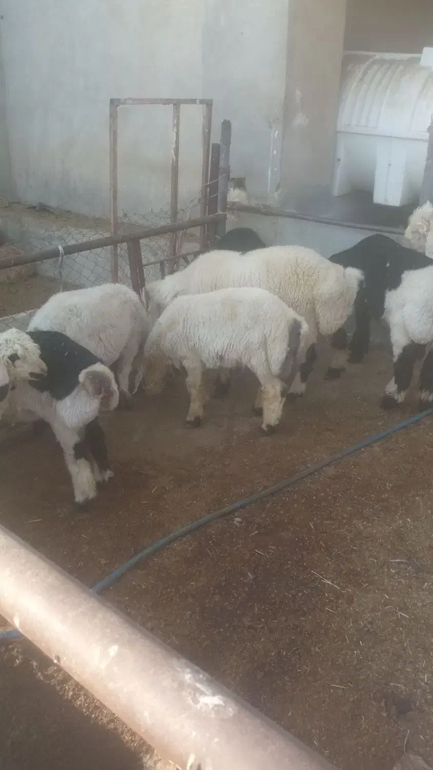 با سلام بره چاق پرواری گوشتی به فروش میرسد|حیوانات مزرعه|مرودشت, مجد آباد|دیوار