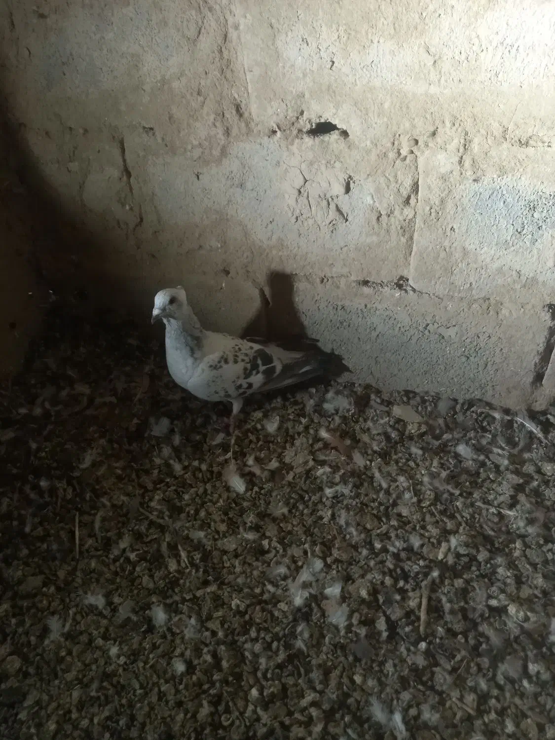 شامی|پرنده|هیرمند, |دیوار