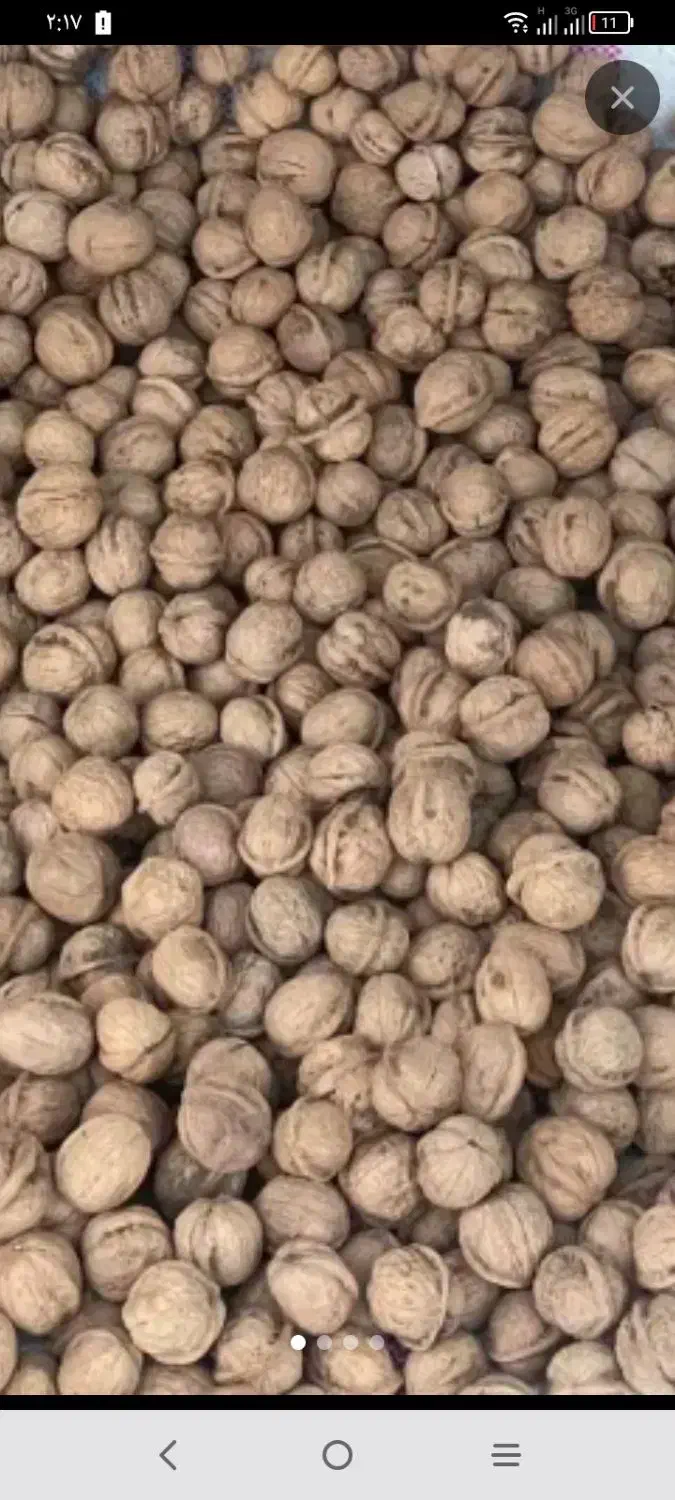 گردو تازه تفتان|خوردنی و آشامیدنی|خاش, |دیوار