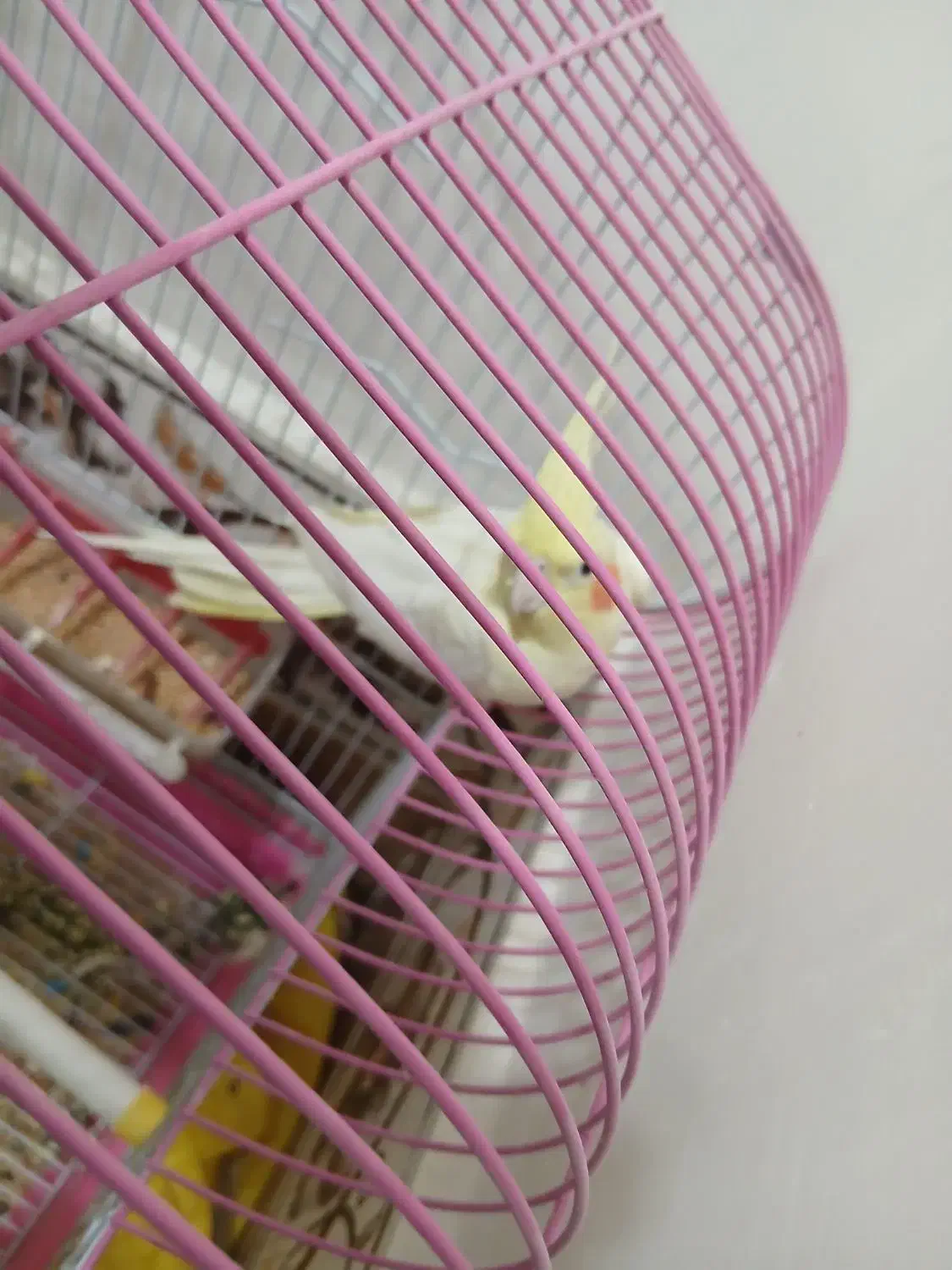 عروس هلندی با قفس|پرنده|تاکستان, |دیوار