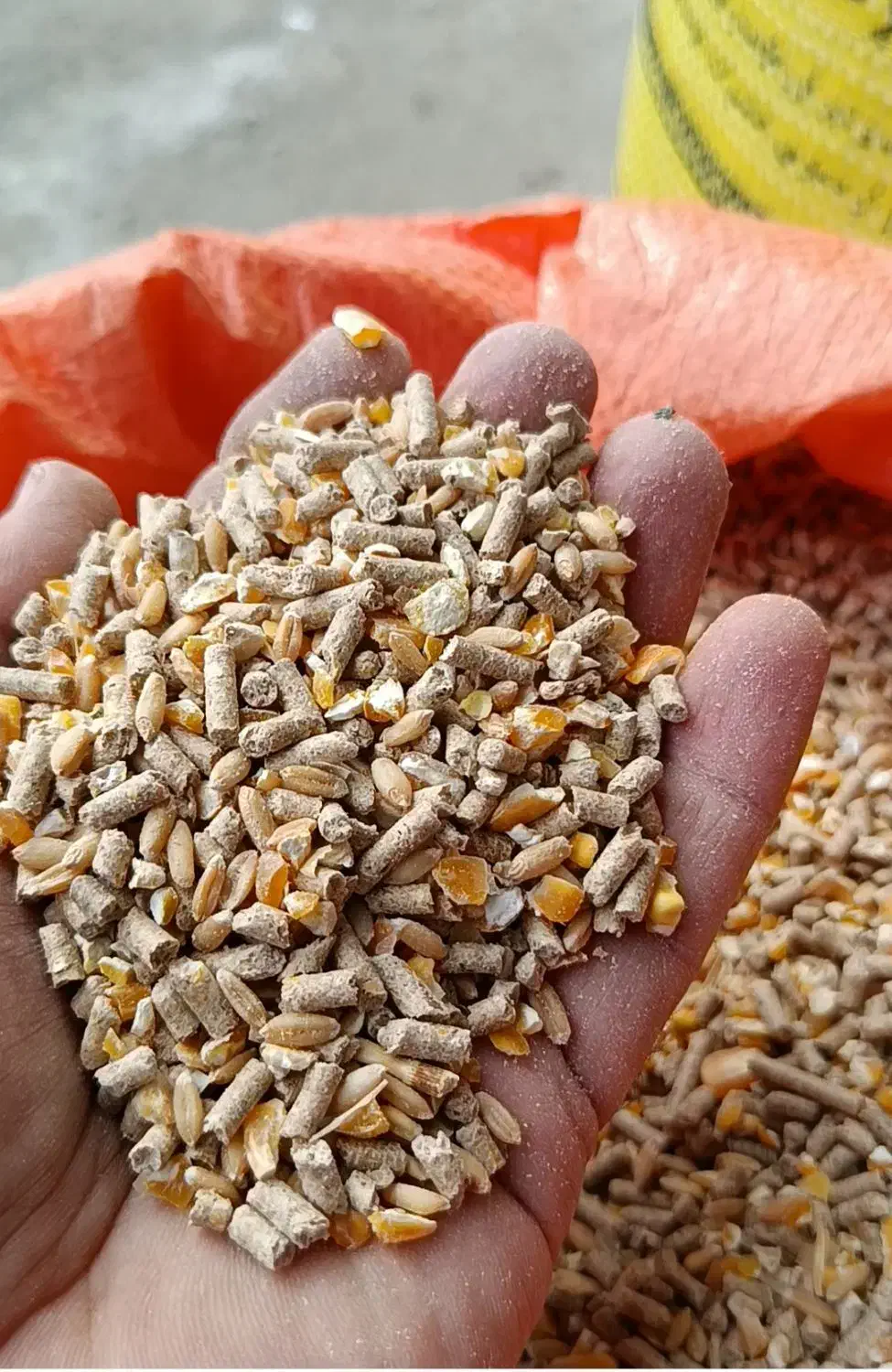 دان اردک گندم غاز|لوازم جانبی حیوانات|تالش, هشتپر|دیوار