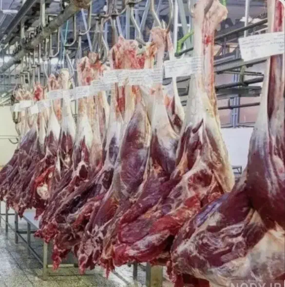 گوشت شتر مرغ|حیوانات مزرعه|پلنگ آباد, |دیوار