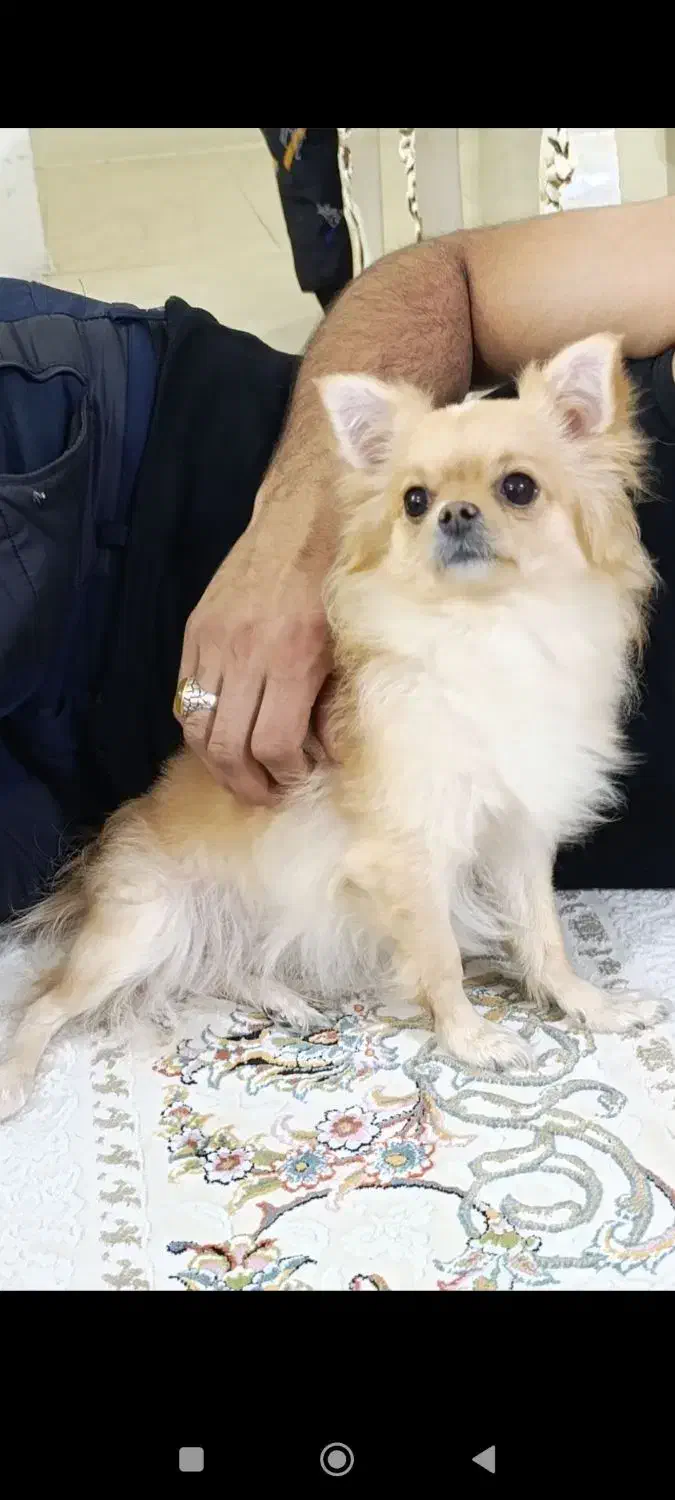 سگ پامر|سگ|مشهد, ایثار|دیوار