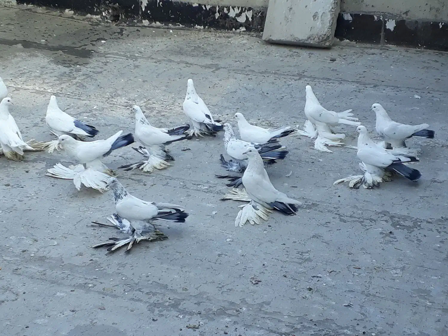 کبوتر پا پر|پرنده|آذرشهر, |دیوار