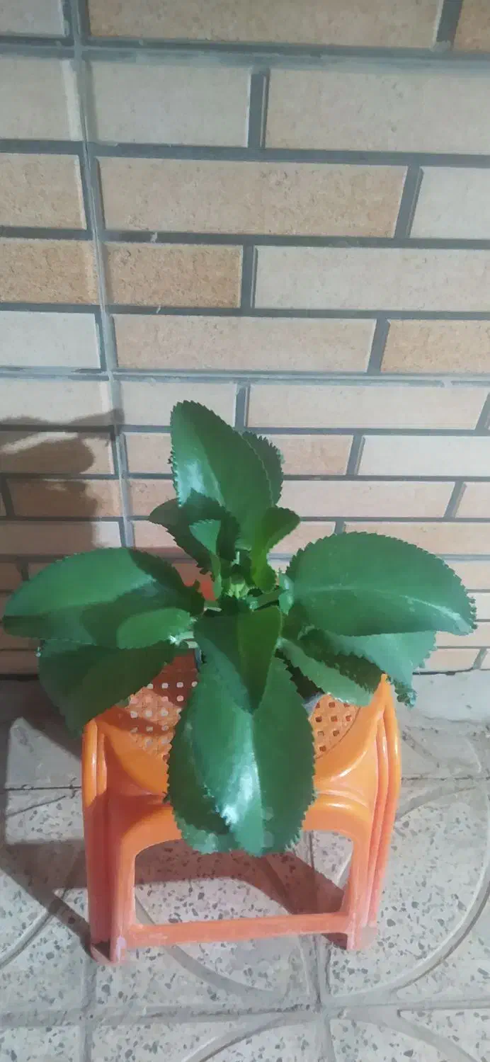 گل یاس امین دواله|گل و گیاه طبیعی|قهدریجان, |دیوار