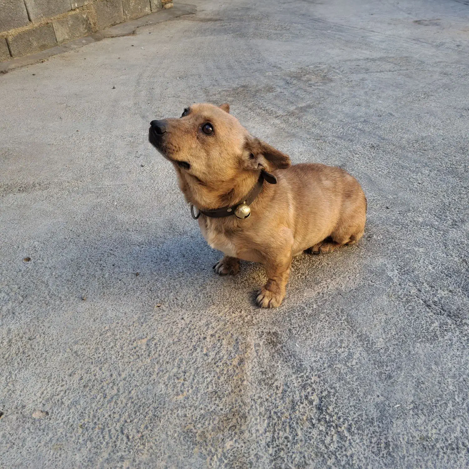 پاپی روباهی|سگ|فارسان, |دیوار