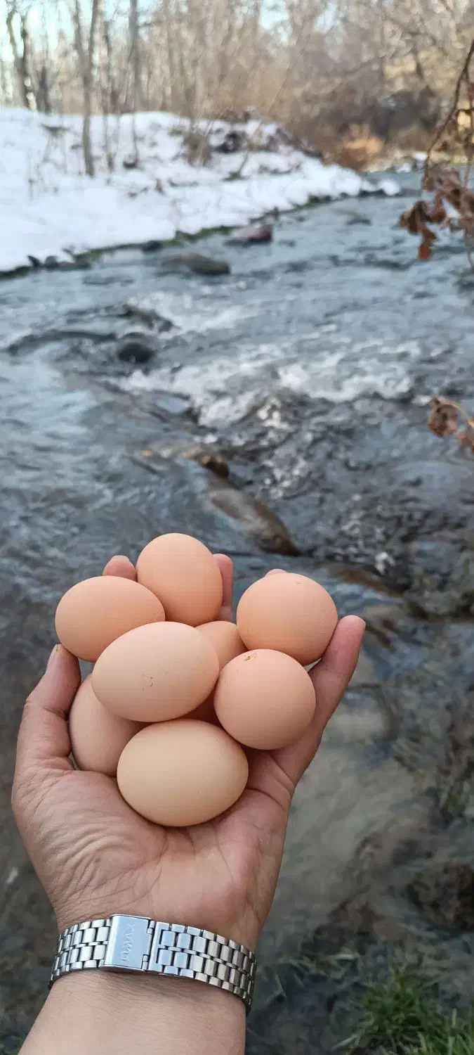 تخم مرغ محلی کت یومورتاسی|خوردنی و آشامیدنی|آذرشهر, |دیوار