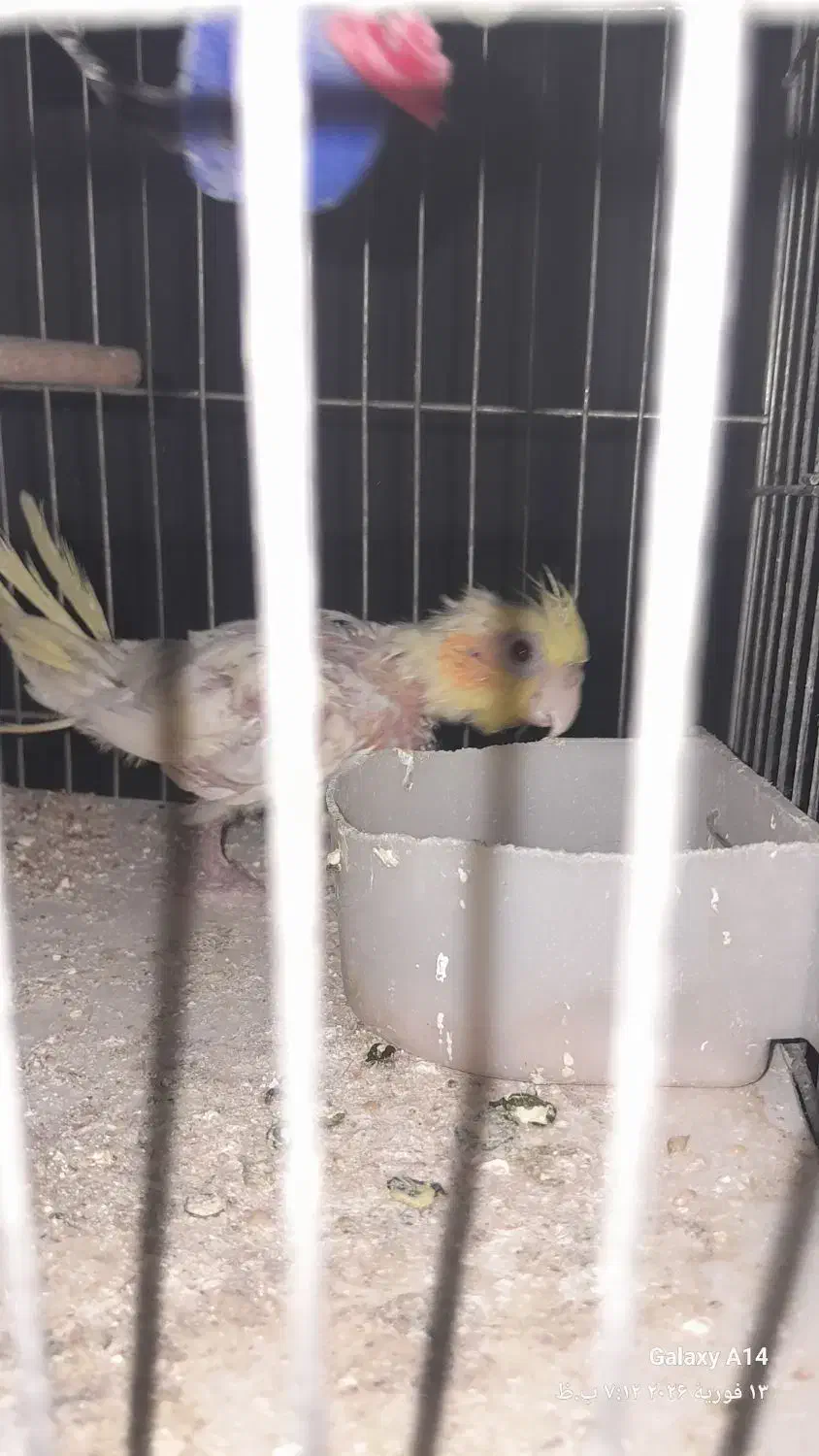 عروس هلندی|پرنده|قم, کلهری|دیوار