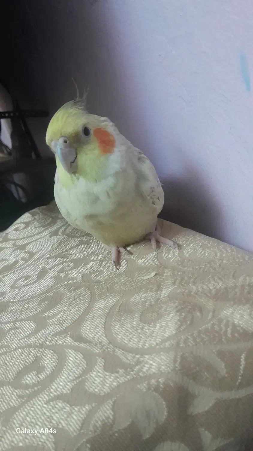 توتی|پرنده|کرج, شهرک البرز ۳|دیوار