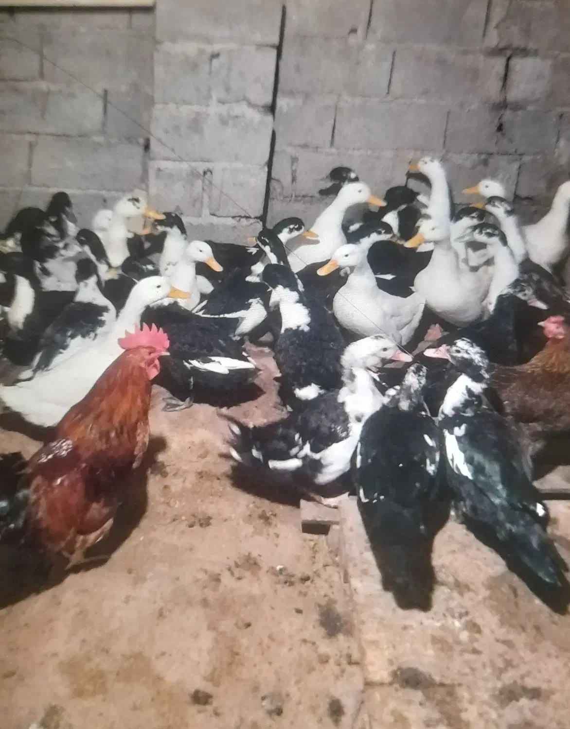 خروس محلی|حیوانات مزرعه|قائمشهر, |دیوار