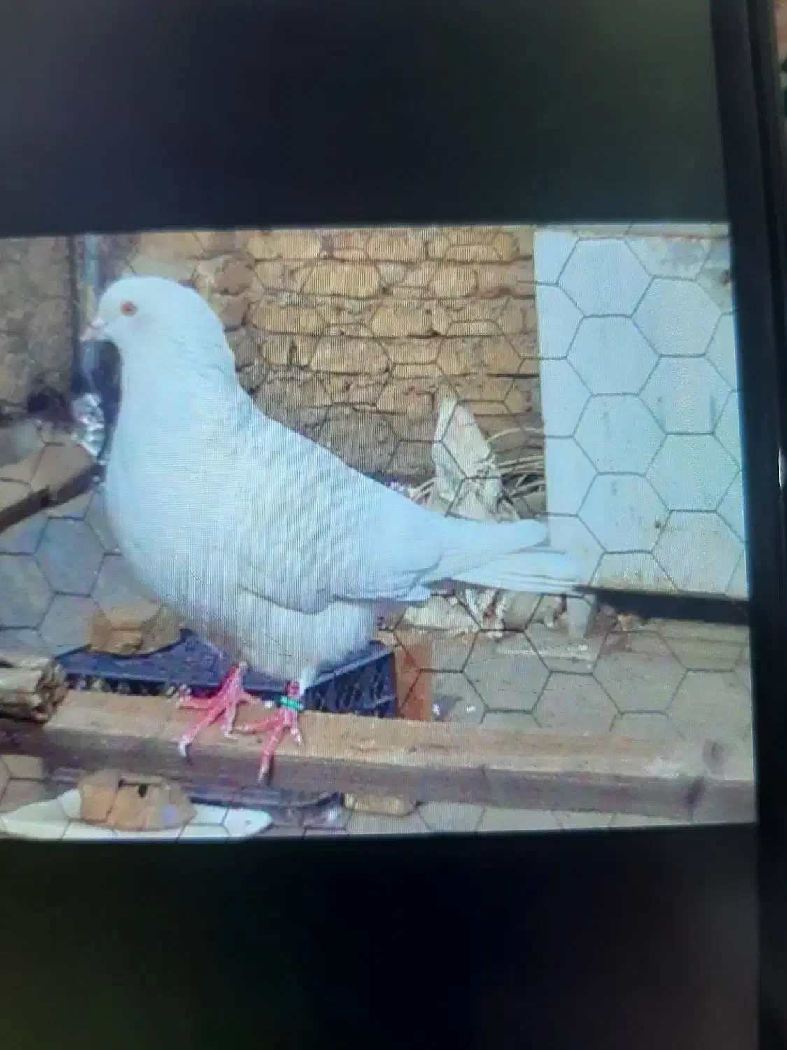 کبوتر پرشی|پرنده|هشتگرد, شهرک ولیعصر (مصلی)|دیوار