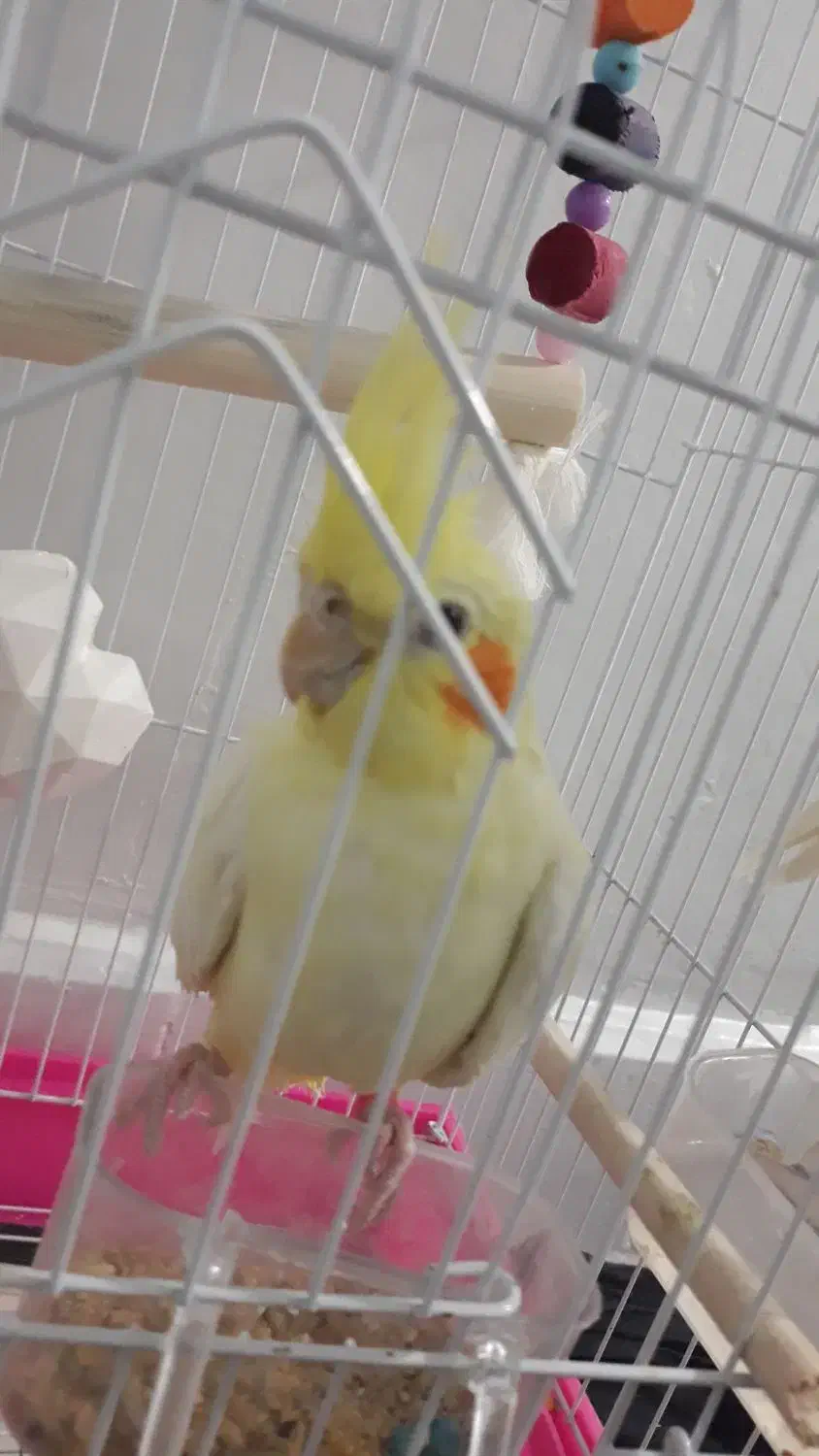 عروس هلندی|پرنده|بابلسر, |دیوار