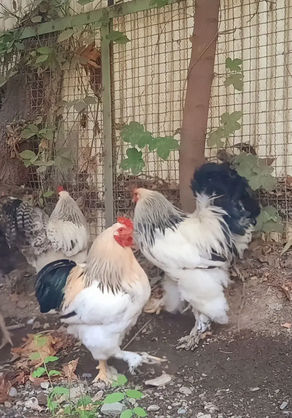 خروس اصیل برهما لایت|حیوانات مزرعه|کرج, مصباح|دیوار