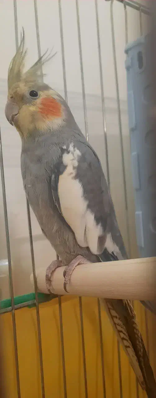 عروس هلندی|پرنده|اسدآباد, |دیوار