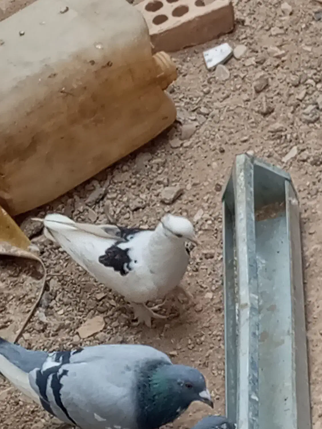 پلاکی و دوکت|پرنده|بندر گناوه, |دیوار