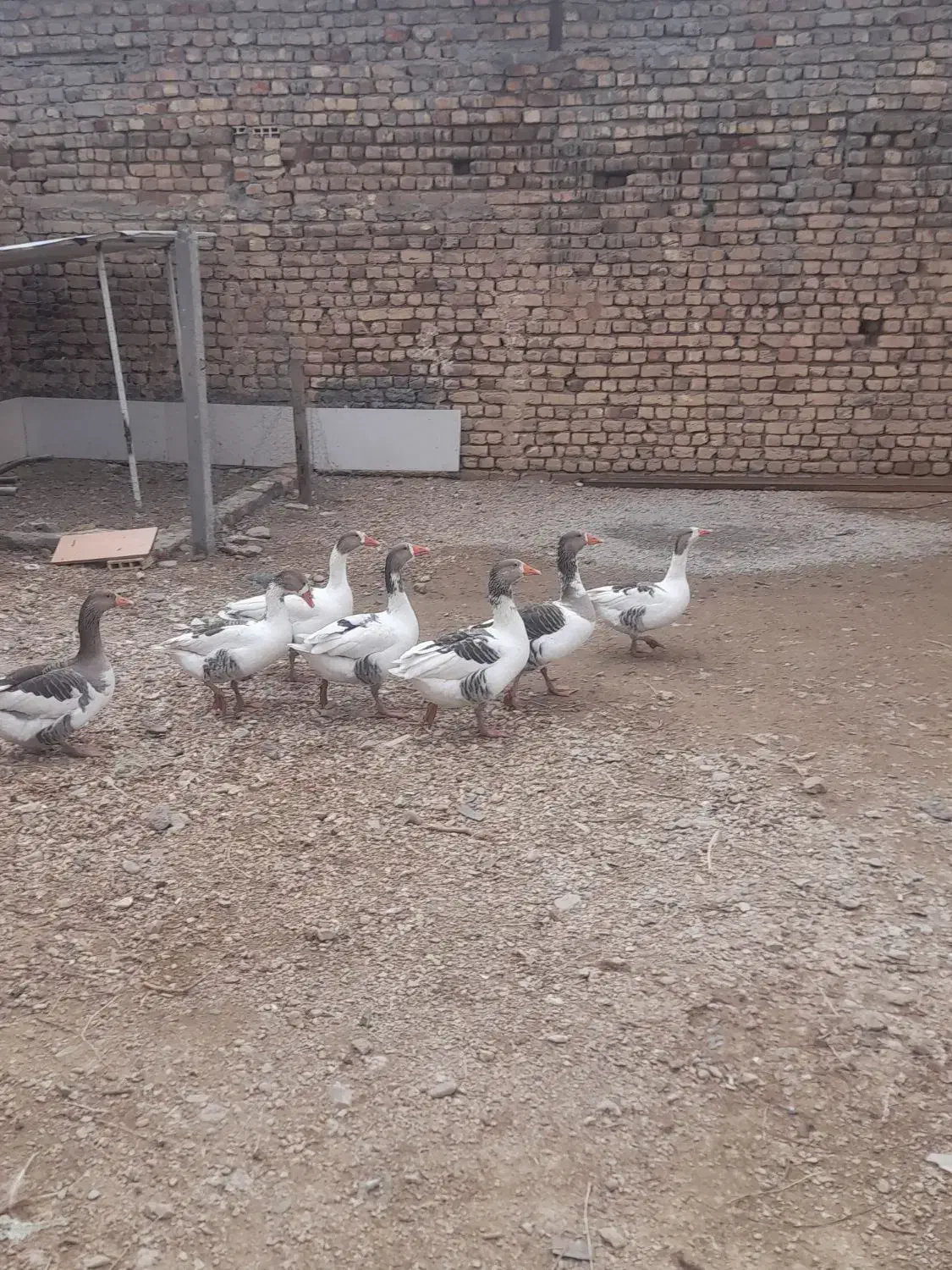 ۷عدد غاز|حیوانات مزرعه|جاپلق, |دیوار