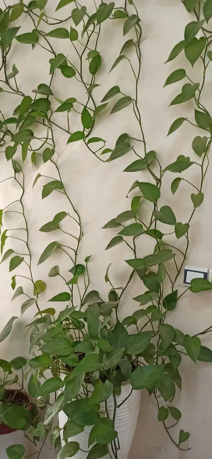 فروش گل و گیاه|گل و گیاه طبیعی|سمنان, |دیوار