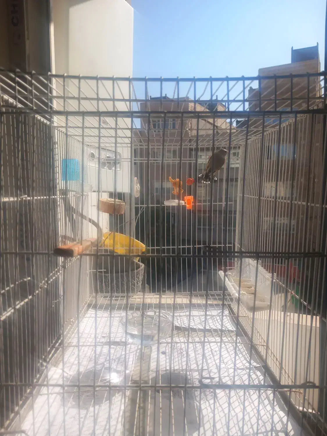 سهره کرمونی رام رام معاوضه با قناری ماده|پرنده|مشهد, پنجتن|دیوار