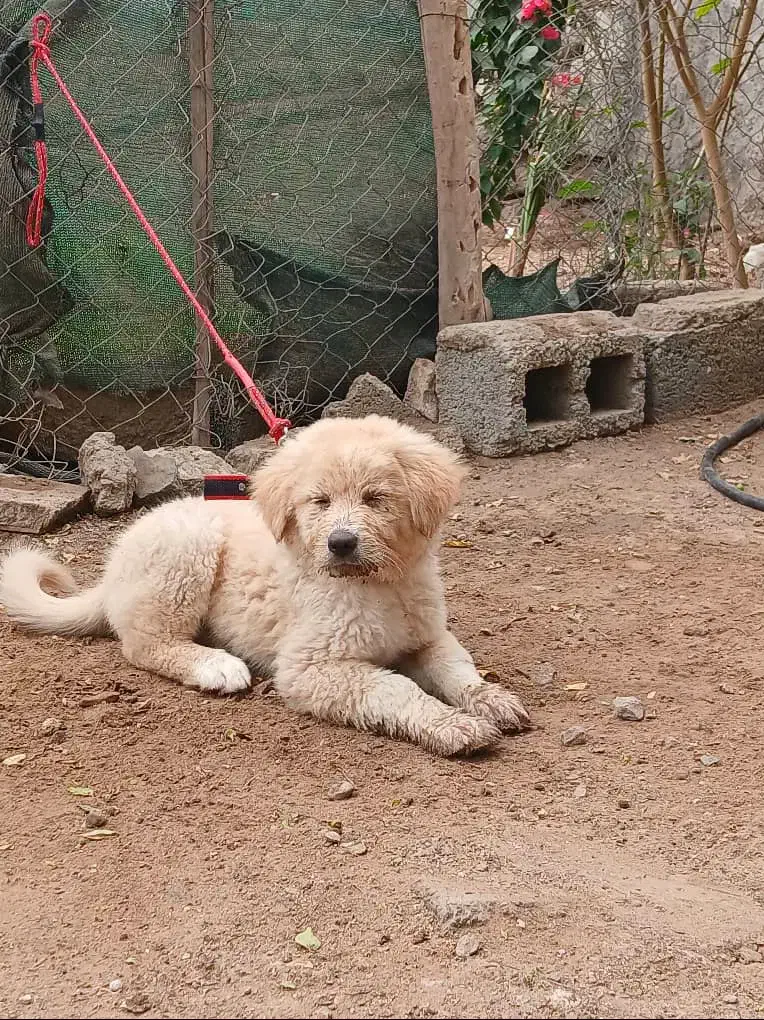 سگ گله|سگ|بندرعباس, |دیوار