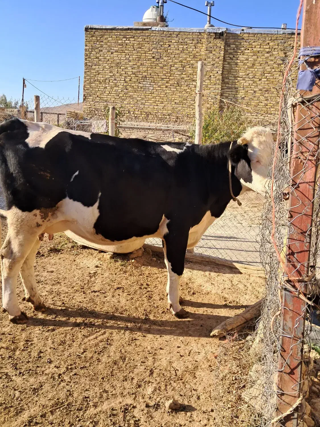گاو سیمینتال جوان|حیوانات مزرعه|ضیاء آباد, |دیوار