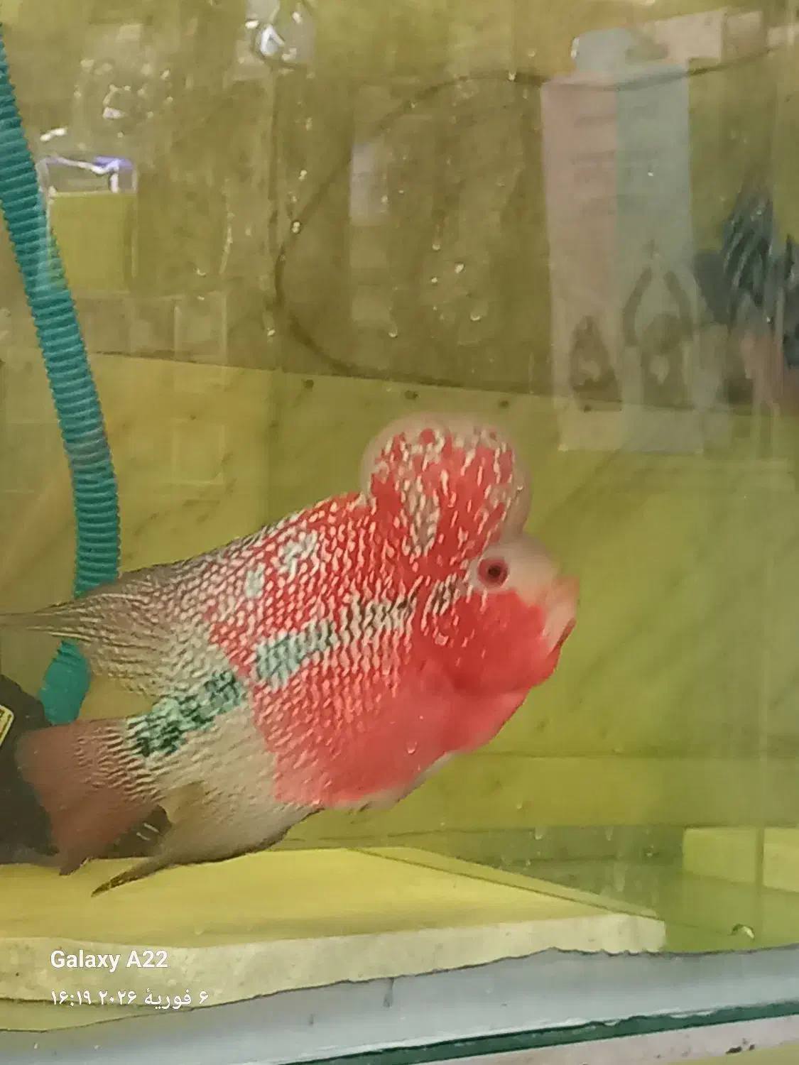 فلاور|ماهی|قم, سید معصوم|دیوار