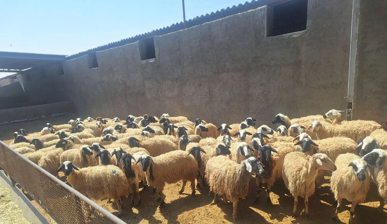 فروش گله میش داشتی درجه یک|حیوانات مزرعه|برخوار, |دیوار