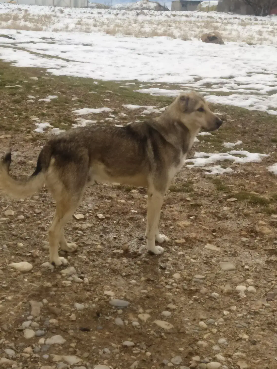 سگ گله|سگ|کرمانشاه, |دیوار