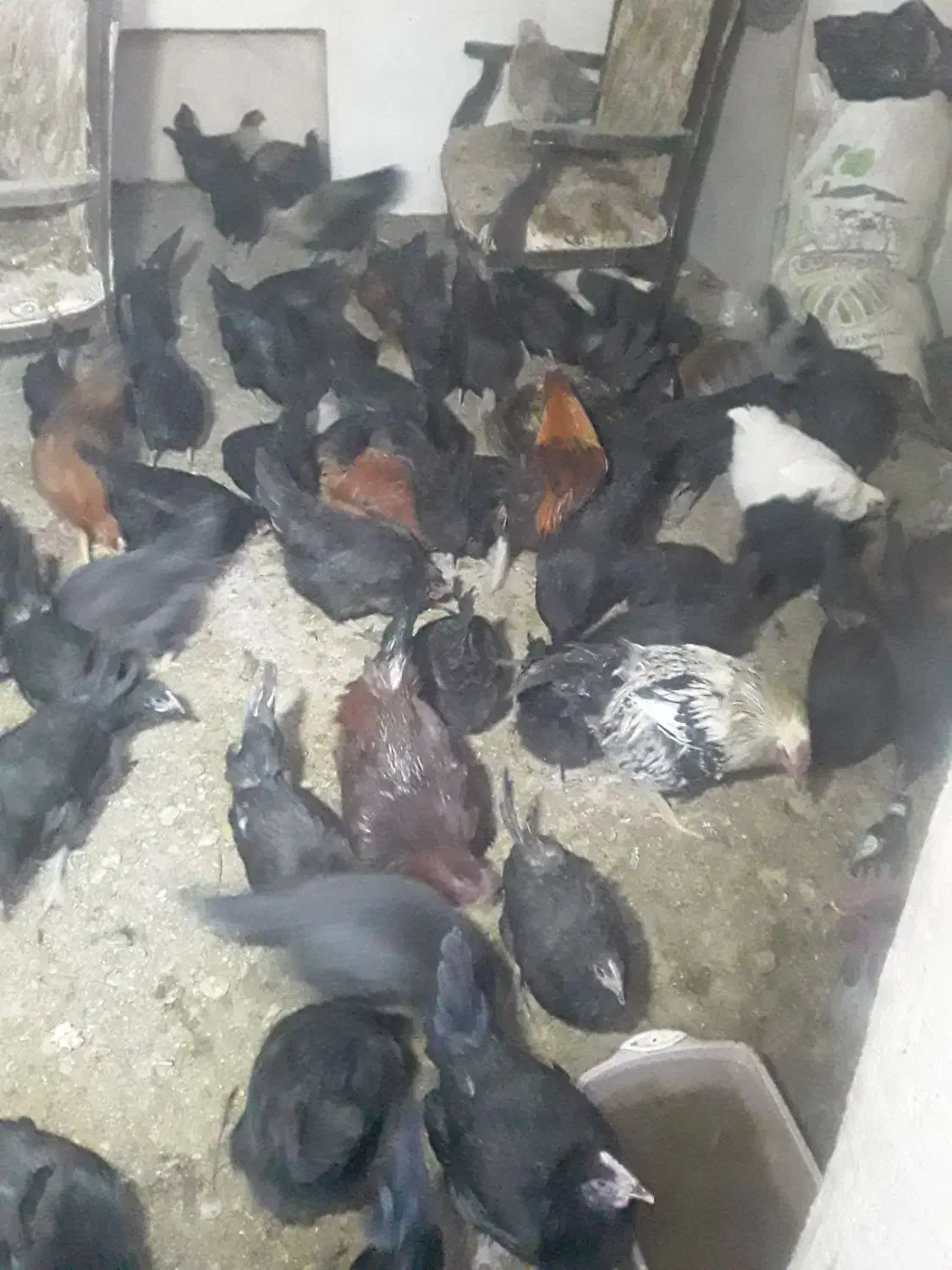 مرغ و خروس|حیوانات مزرعه|بروجن, |دیوار