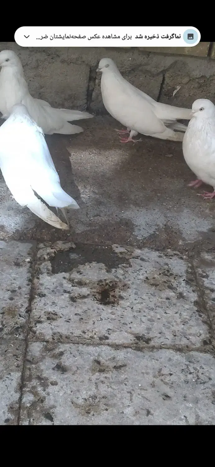 کبوتر سفید بسیار بسیار کشیده|پرنده|دهلران, |دیوار