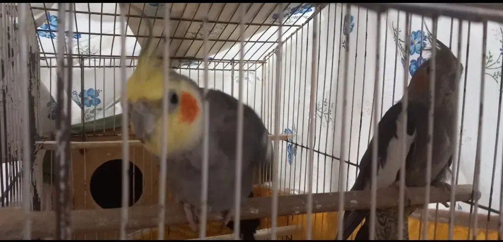 عروس هلندی|پرنده|باوی, |دیوار