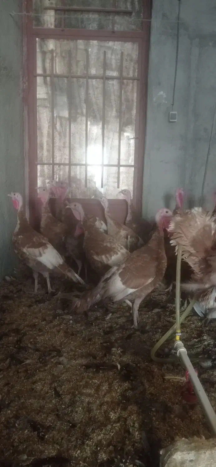 30عد تخم نطفه دار|حیوانات مزرعه|نجف‌آباد, جوزدان|دیوار