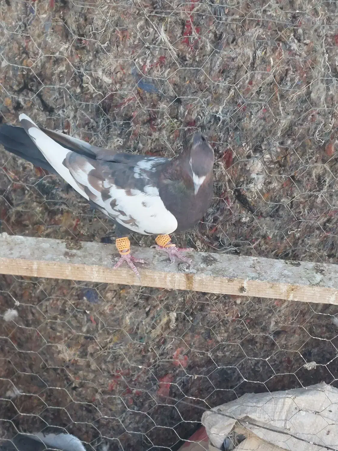 کفتر پرشی نر|پرنده|محمدیه-قزوین, |دیوار