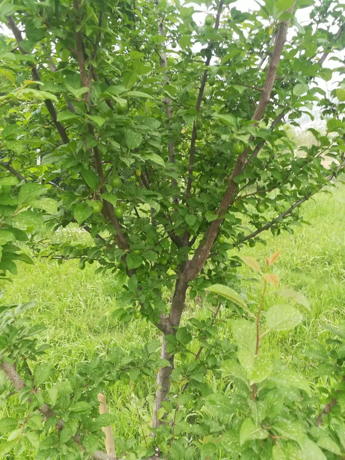 فروش زمین کشاورزی(باغ)|فروش دفتر صنعتی، کشاورزی، تجاری|ایوان, |دیوار