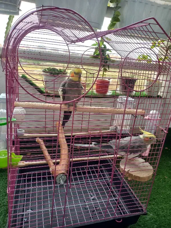 عروس هلندی نر و ماده جفت|پرنده|رشت, کوی مهر|دیوار