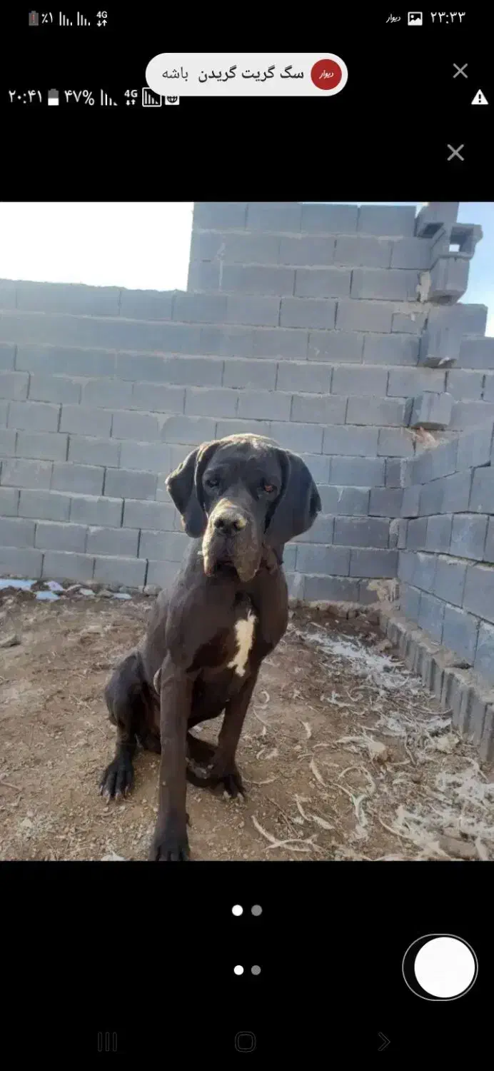 سگ نگهبان|سگ|قدس, شهر‌قدس|دیوار