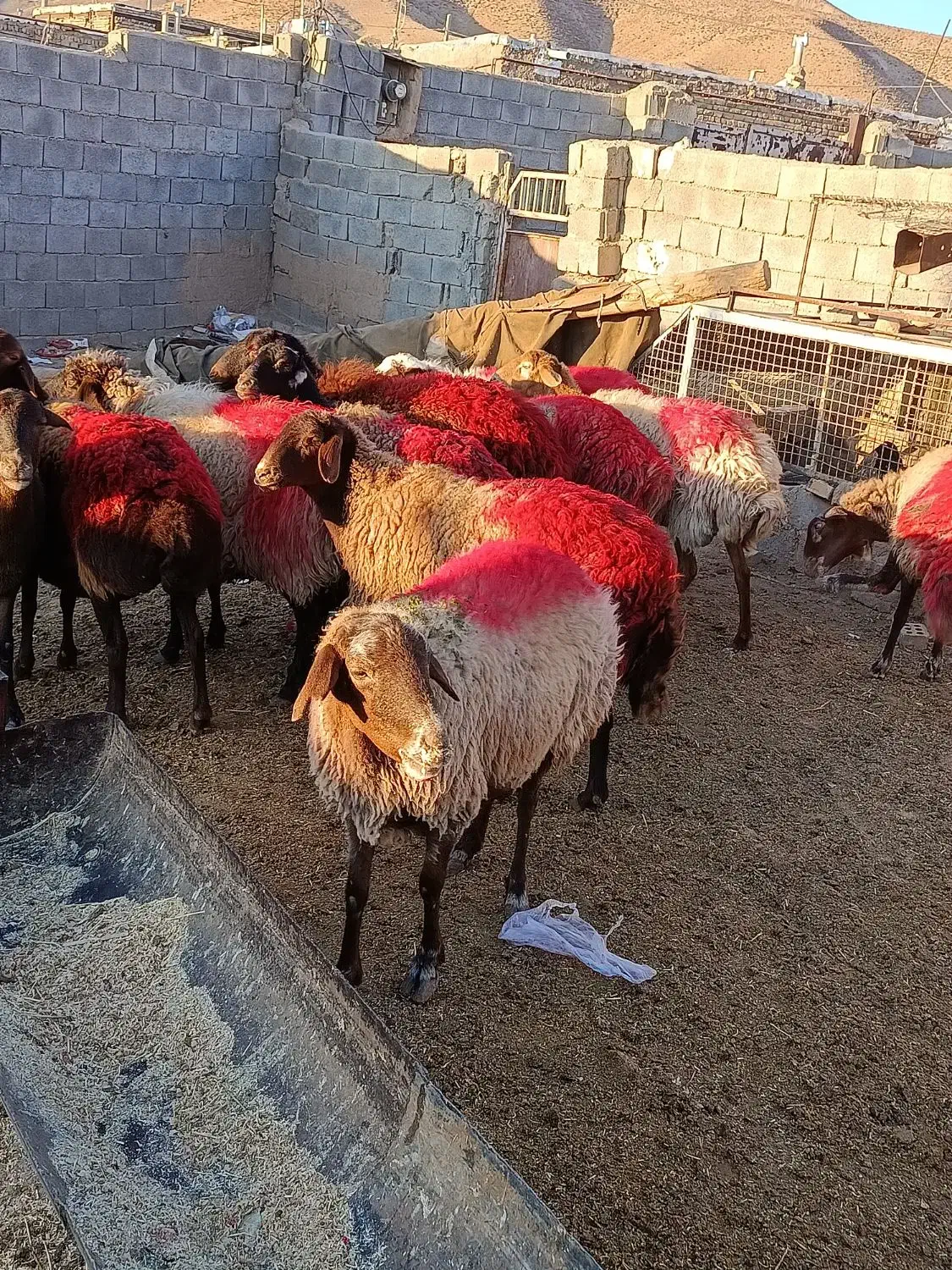 میش|حیوانات مزرعه|تربت جام, جلگه موسی آباد|دیوار