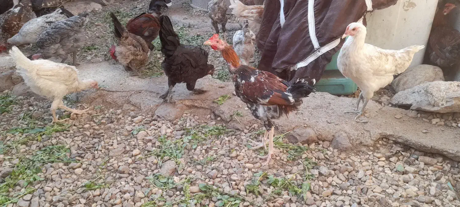 ۴۳۰۰۰۰|حیوانات مزرعه|رستم, |دیوار