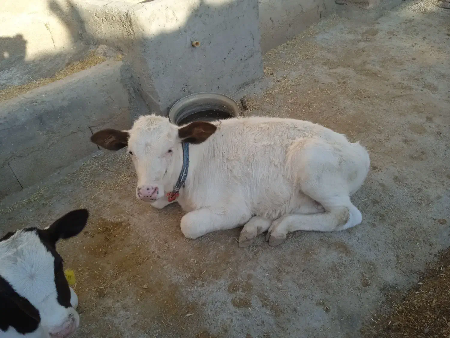 گاو و گوساله نر . یک ماه آبستن|حیوانات مزرعه|ایذه, |دیوار