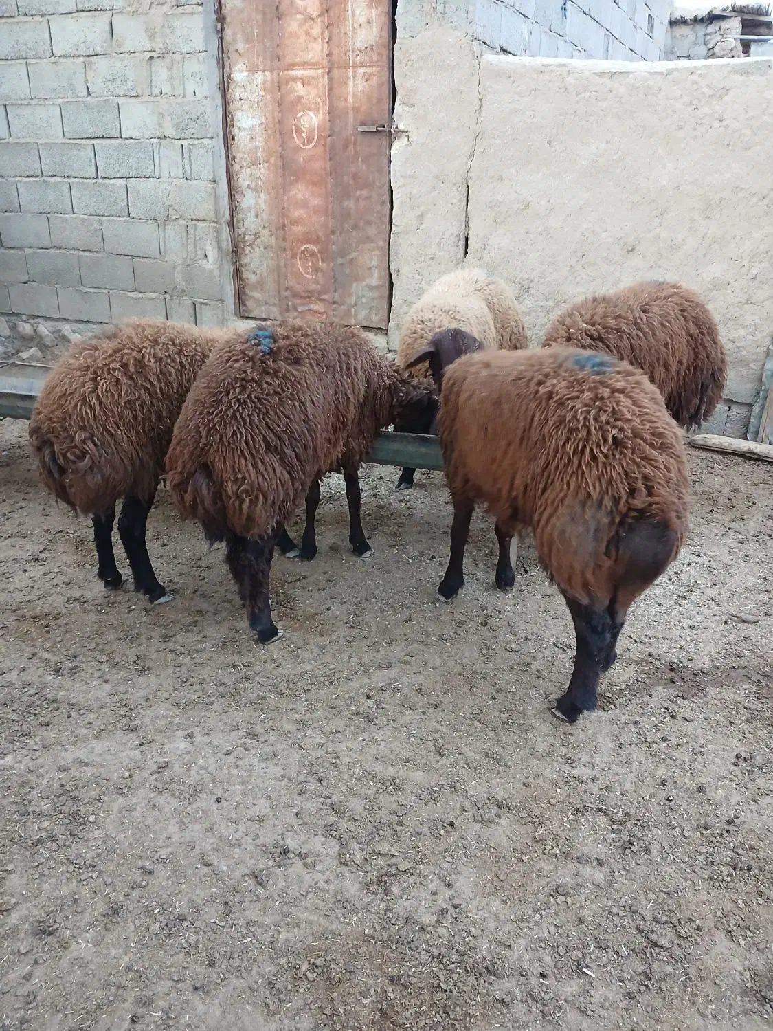 برهای ماده جنس افشاری زیر قوچی|حیوانات مزرعه|مراوه, |دیوار