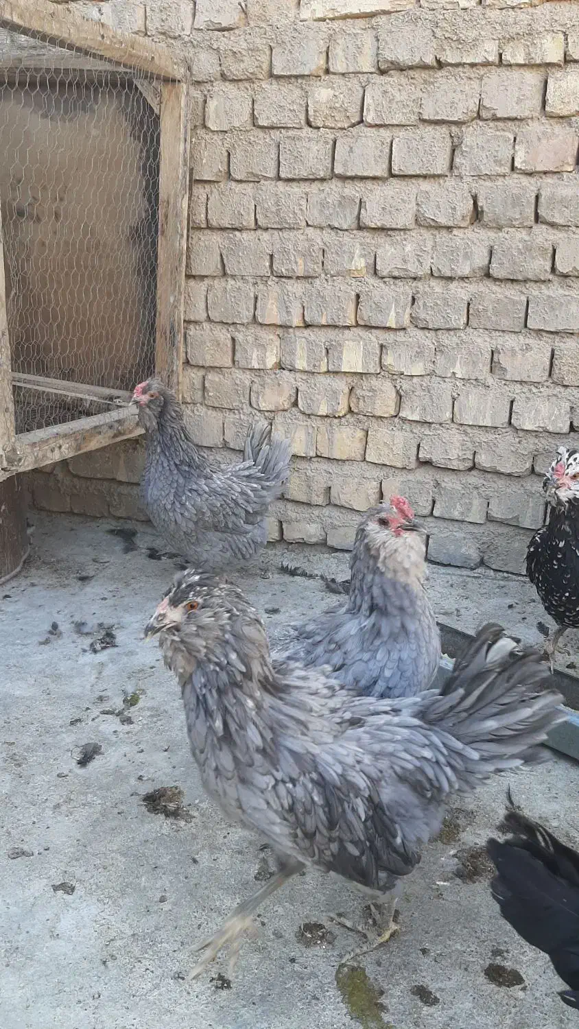 طوسی گلین|حیوانات مزرعه|مبارکه, |دیوار