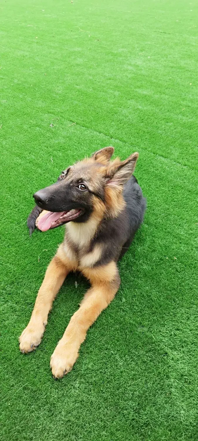 سگ ژرمن شپرد نژاد دار|سگ|سنگر, |دیوار