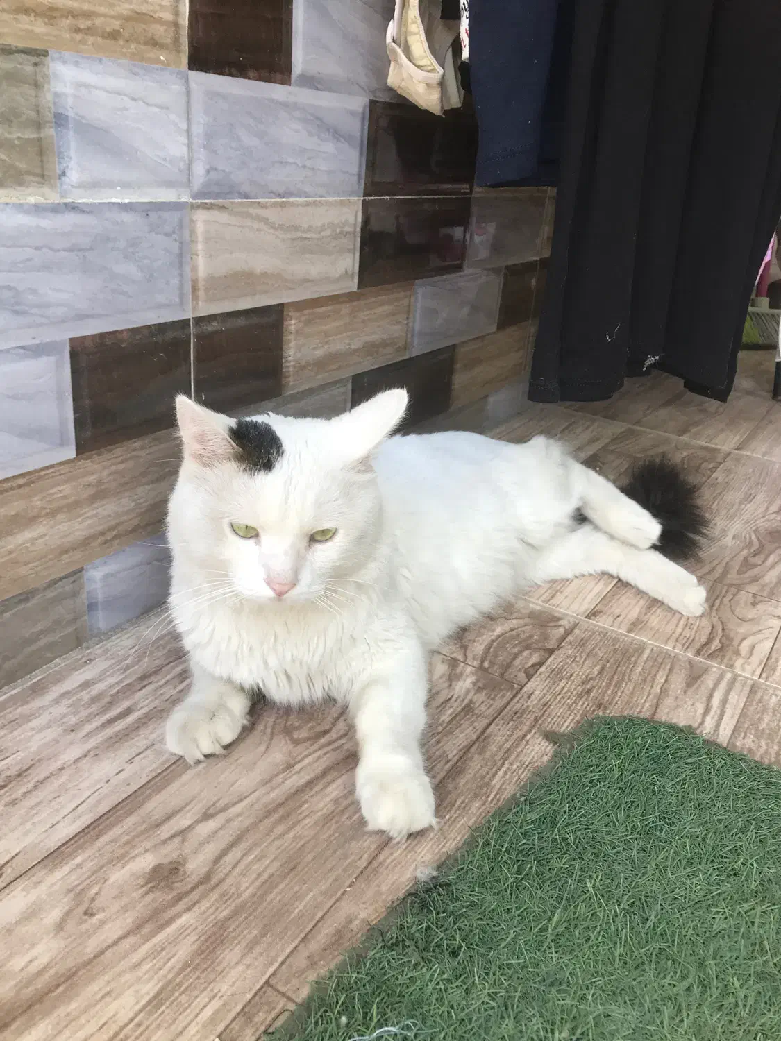 فروش گربه پرشین وان ترکیش نر|گربه|رشت, یخسازی|دیوار